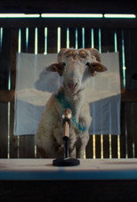Овцы